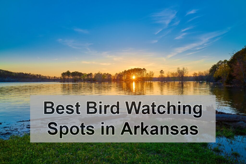 Best Bird Watching Spots in Arkansas
