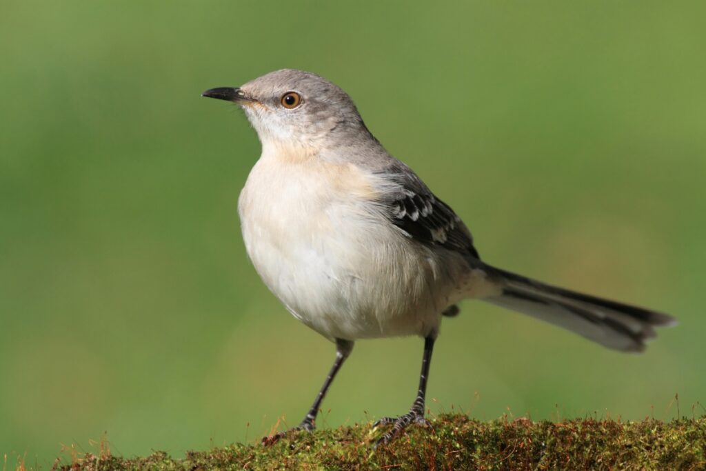 Northern Mockingbird - The Arkansas State Bird
