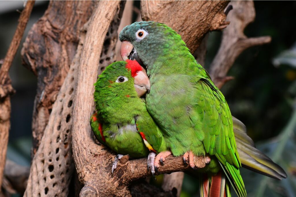 Beak Wiping As A Sign Of Courtship Or Affection 