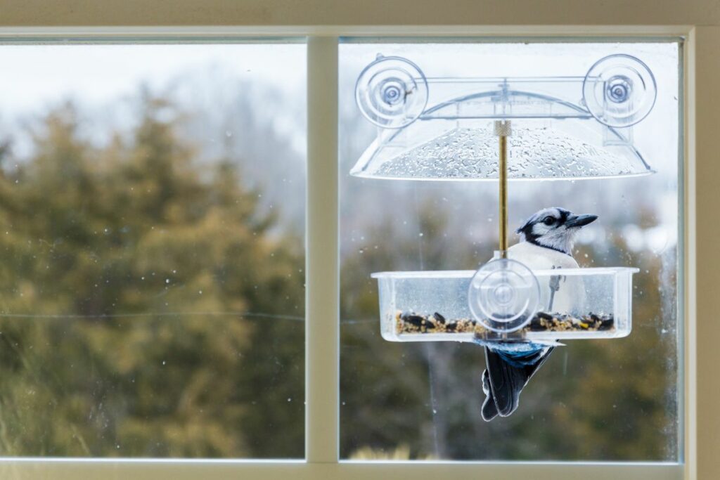 How We Chose The Best Window Bird Feeder