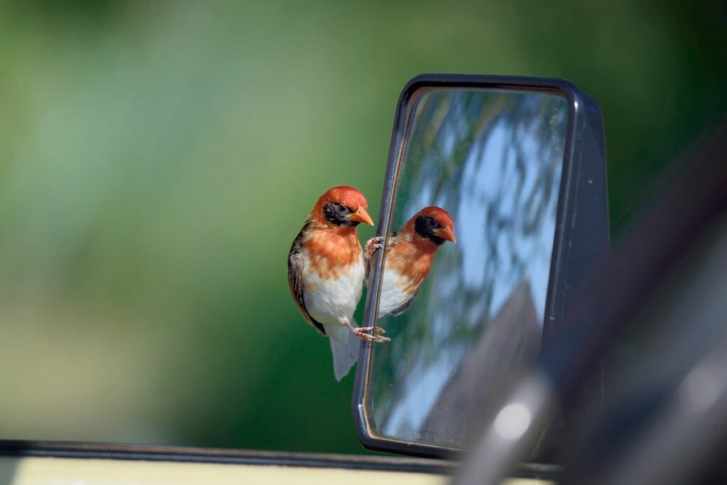 Do Wild Birds Like Mirrors?