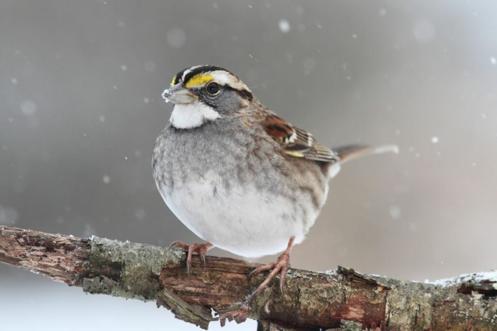 What Do Wild Birds Eat In The Winter?