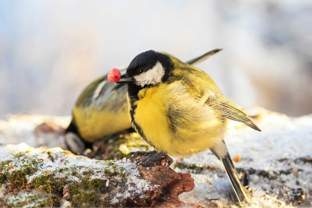 Why Birds May Change Their Diet In Winter