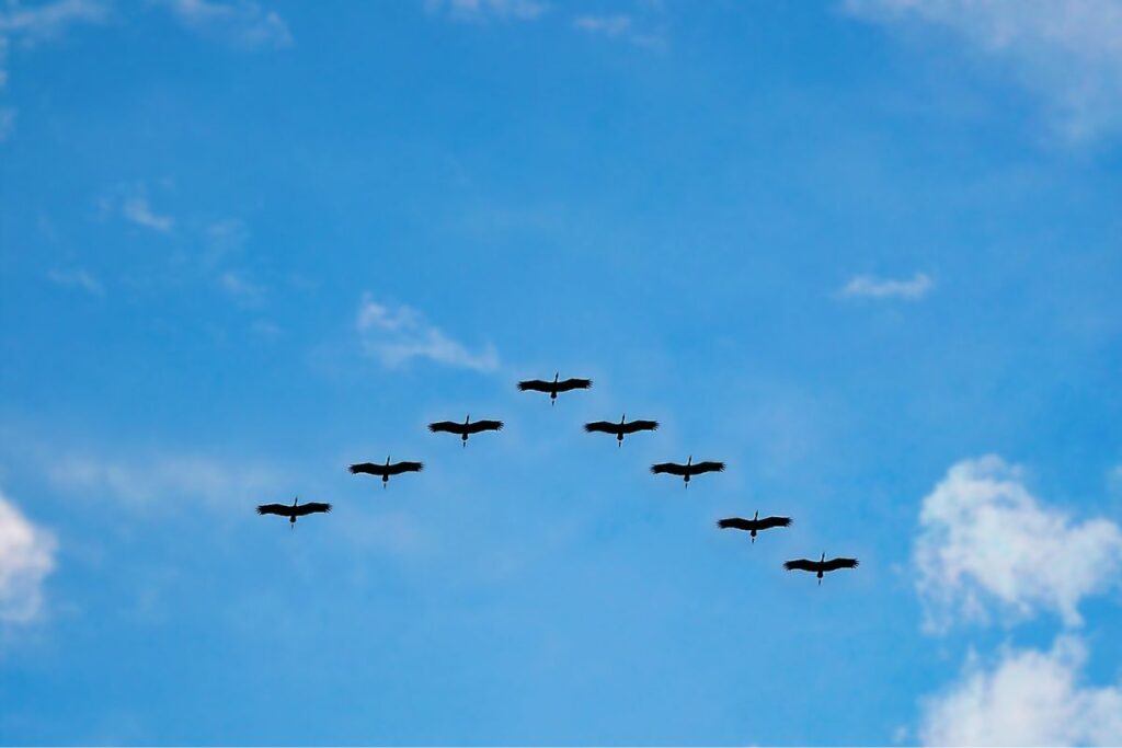 Why Do Birds Often Have A V-Formation Flight Pattern?