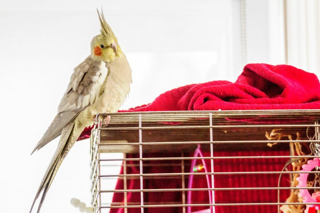 What Time Should I Cover My Bird’s Cage?