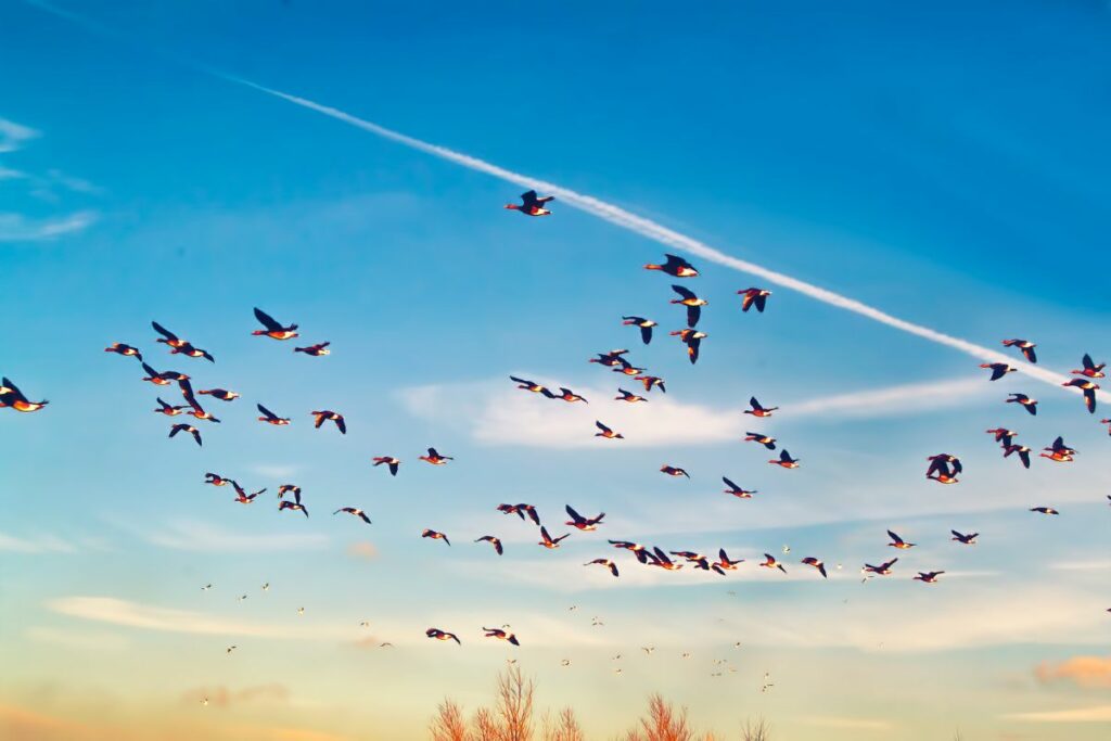 Birds That Migrate In Flocks