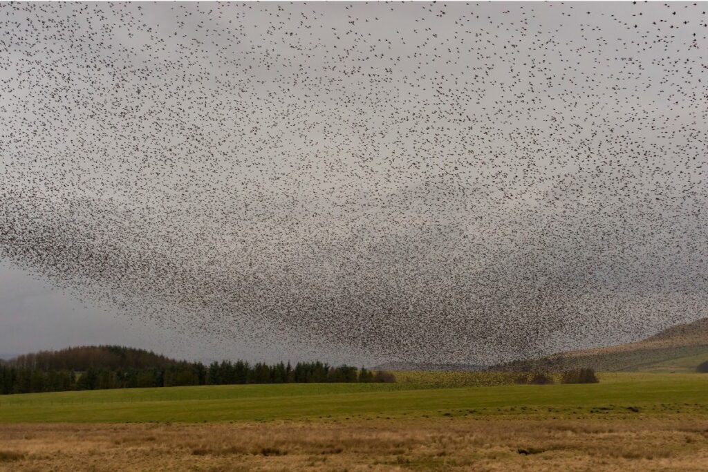 What Are Murmurations?