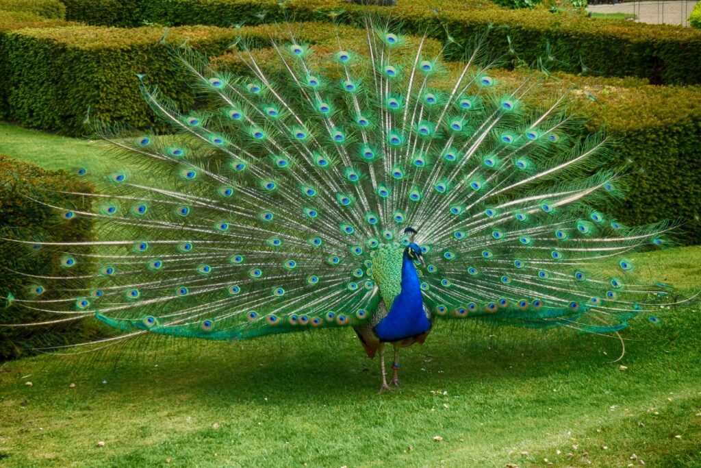 Peacock with feathers displayed