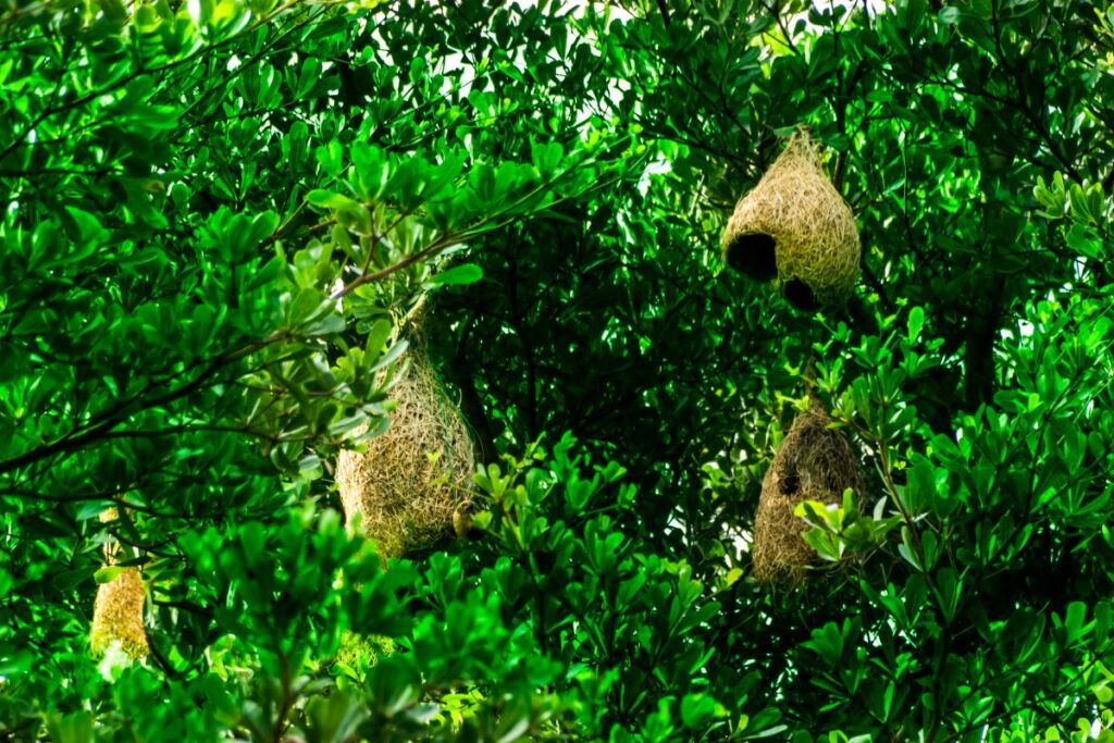 Weaver bird nests in a tree
