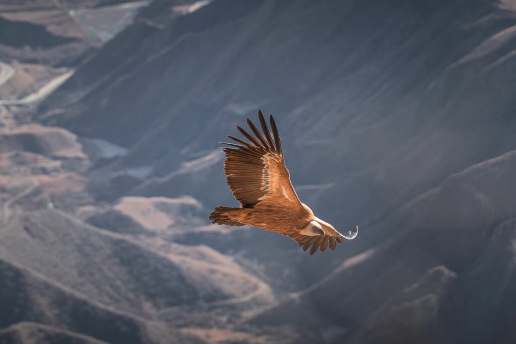Vulture flying over mountains