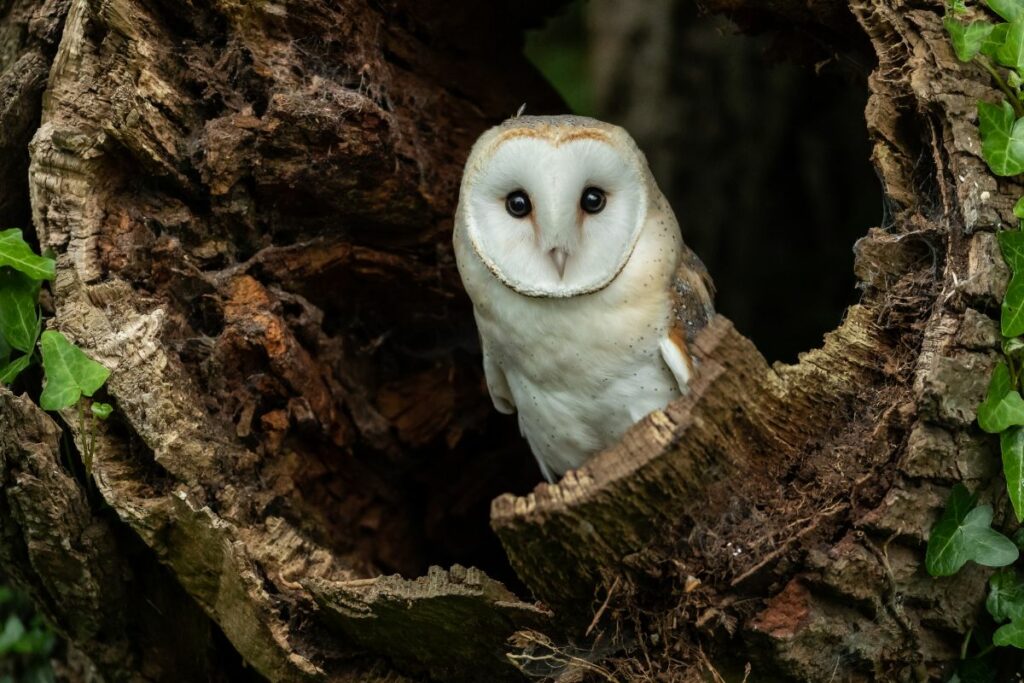 Owl sitting in a hollow tree