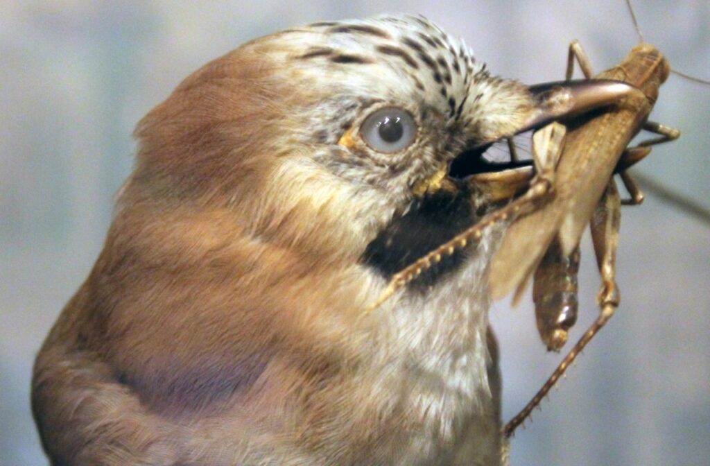 Bird carrying an insect in its beak