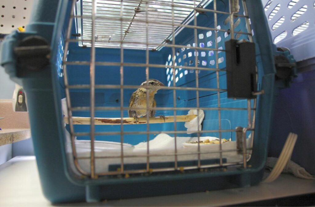 Rehabilitated bird in a cage