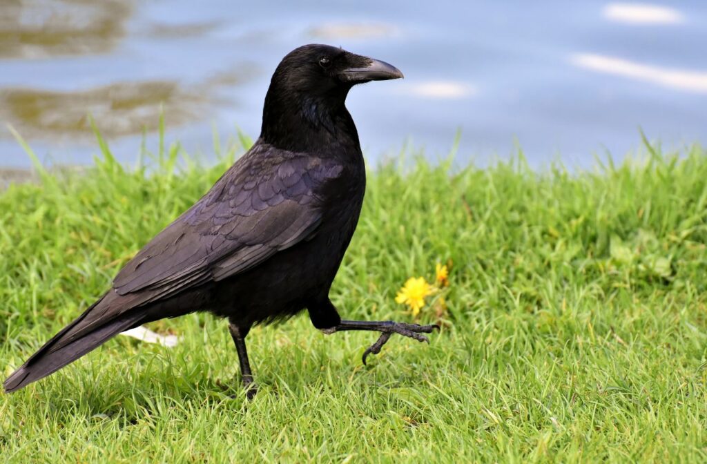 Black crow walking on the grass